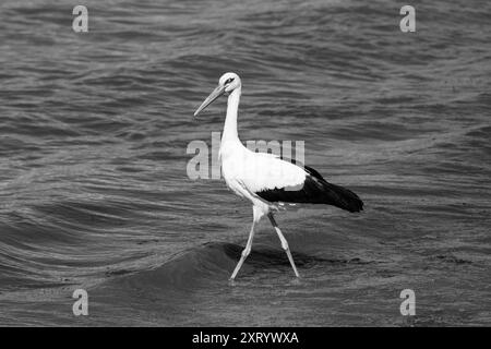 Cigogne blanche avec un œil gris : élégance effrayante marcher dans le lac - vacances de saison estivale. Noir et blanc. Ciconia Ciconia. Banque D'Images