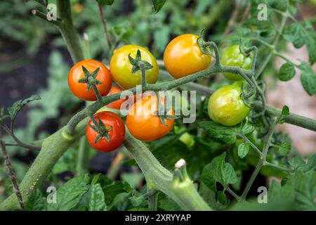 Les tomates commencent à mûrir - légumes verts et rouges. Banque D'Images