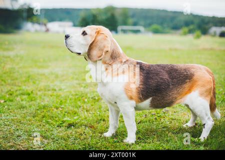 Vieux Beagle Banque D'Images