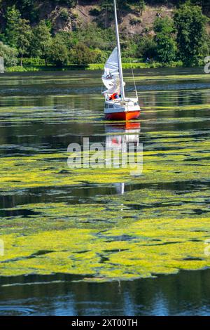 Tapis vert de plantes sur le lac Baldeney à Essen, plante aquatique proliférante Elodea, waterweed, une espèce envahissante, voilier est coincé, la croissance rapide Banque D'Images