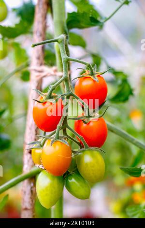 Vue rapprochée d'une vigne de tomates cerises à différents stades de maturité, du vert au rouge, dans un cadre de jardin. Banque D'Images