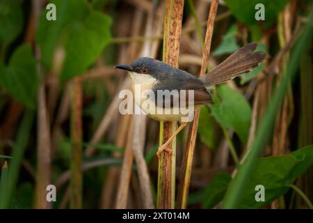 Prinia cendrée ou paruline cendrée Prinia socialis petite parulle en Cisticolidae, oiseau allant de l'Inde, Népal, Bangladesh, Pakistan, Bhoutan, Sri Lanka et Banque D'Images