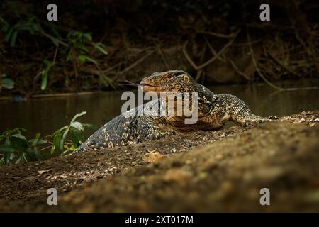 - Contrôle de l'eau Asie Varanus salvator aussi contrôle de l'eau commune, grand lézard varanid originaire d'Asie du Sud et du sud-est (kabaragoya, deux bandes de moni Banque D'Images