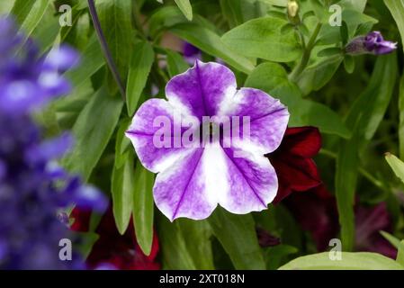 Gros plan d'une fleur de pétunia violette et blanche vibrante entourée de feuilles vertes luxuriantes et d'autres fleurs colorées dans un cadre de jardin. Banque D'Images