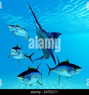 Un poisson prédateur Blue Marlin chasse une école de thon jaune. Banque D'Images