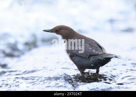 Gros plan d'une pelle à gorge blanche du Nord, cinclus cinclus cinclus, recherche de nourriture dans l'eau Banque D'Images