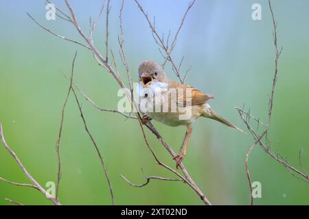 Libre de Fauvette grisette Sylvia communis, d'oiseaux, de nourriture dans un pré vert Banque D'Images