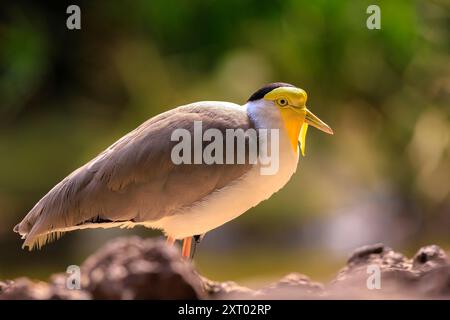 Gros plan d'un vanneau masqué, vanellus Miles, oiseau échassier se nourrissant dans une forêt Banque D'Images