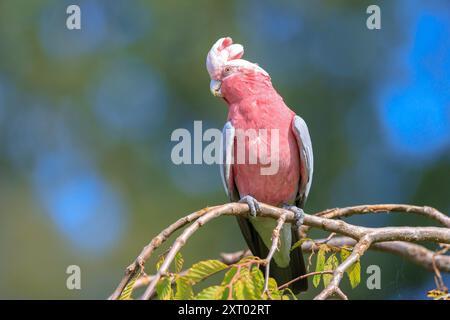 Le galah, Eolophus roseicapilla, également connu sous le nom de cacatoès à poitrine rose, cacatoès galah, cacatoès rose et gris ou cacatoès rosé, est l'un des Banque D'Images