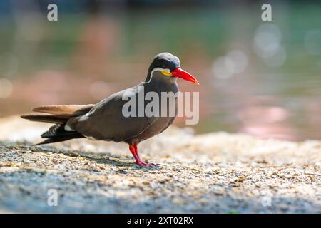 La sterne Inca Larosterna inca a oiseaux gris foncé, blanc, moustache et rouge-orange bec et pieds. Se reproduit sur la côte du Pérou, du Chili et de l'Equateur afin Banque D'Images