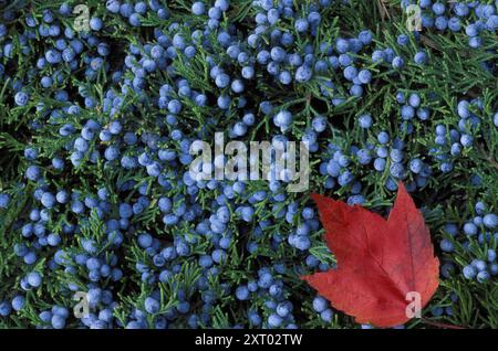 Feuille d'érable rouge (Acer rubrum) capturée sur une branche de cèdre rouge de l'est (Juniperus virginiana) pleine de baies bleues, Missouri, États-Unis Banque D'Images