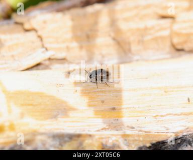 Un insecte aux gros yeux Geocoris atricolor est perché sur une surface en bois dans le Colorado ; se prélasser dans la lumière du soleil. Banque D'Images