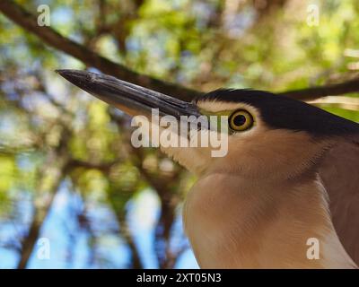 Splendide nankeen Night-Heron majestueux dans une gloire imposante. Banque D'Images