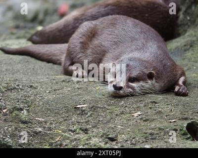 Magnifique Otter asiatique à petites griffes reposant tranquillement. Banque D'Images