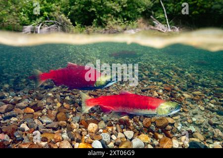 Saumons sockeye mâles et femelles dans une barre de gravier peu profonde dans un ruisseau alpin au Canada. Banque D'Images