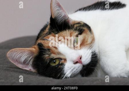 beau chat calico femelle couché sur un canapé Banque D'Images