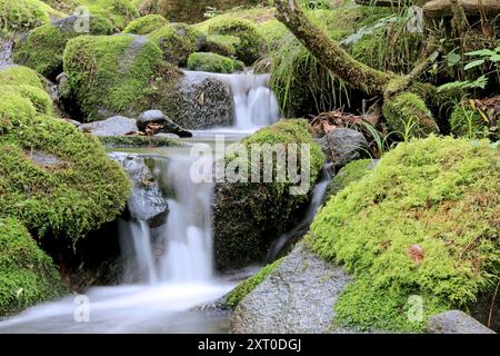 Un ruisseau serein serpente à travers une petite vallée, en cascade doucement sur des rochers couverts de mousse, créant un paysage tranquille et intemporel. Banque D'Images