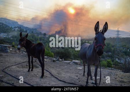 Athènes, Grèce. 12 août 2024. Deux ânes sont attachés à leur enclos alors que le feu approche de la banlieue de Penteli dans la capitale grecque. Un feu de forêt qui a éclaté à Varnavas le 11 août a continué de faire rage dans l'est de l'Attique le 12 août, attisant et s'étendant sur un front s'étendant sur plus de 20 kilomètres. Plusieurs pays ont répondu positivement à la demande d'assistance du mécanisme de protection civile de l'UE (EUCPM) formulée par les autorités grecques pour lutter contre les incendies de forêt qui font rage. Crédit : Dimitris Aspiotis/Alamy Live News Banque D'Images