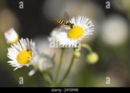 Gros plan d'un hoverfly (Syrphidae) assis sur une fleur d'une chicorée commune (Cichorium intybus) au soleil Banque D'Images