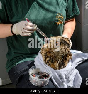 Care donneurs nourrit de force un jeune orphelin, Bubo bubo بوهة أوراسية, aigle-hibou eurasien photographié à l'hôpital israélien de la faune, Ramat Gan, Banque D'Images