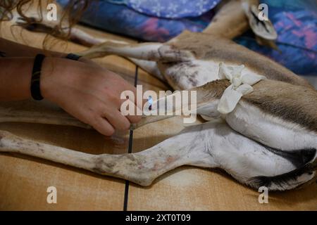 Les chirurgiens vétérinaires effectuent la radiographie d'un faon gazelle de montagne (Gazella gazella), avant une opération. Le fauve est sous anesthésie générale photographié Banque D'Images