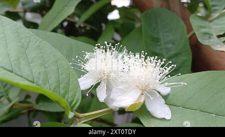 Arbre fruitier de goyave en fleur. Gros plan, mise au point sélective sur les fleurs blanches. Banque D'Images