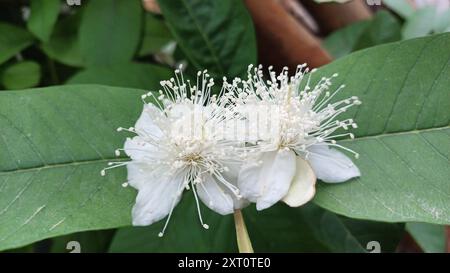 Arbre fruitier de goyave en fleur. Gros plan, mise au point sélective sur les fleurs blanches. Banque D'Images