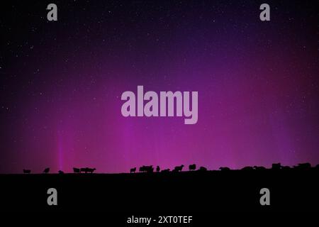 Hagermarsch, Allemagne. 13 août 2024. Des moutons peuvent être vus dans le ciel nocturne sous des aurores scintillantes (aurora borealis) sur la digue menant à la mer du Nord près de Hagermarsch (basse-Saxe) en Frise orientale le 13 août 2024. Crédit : Matthias Balk/dpa/Alamy Live News Banque D'Images