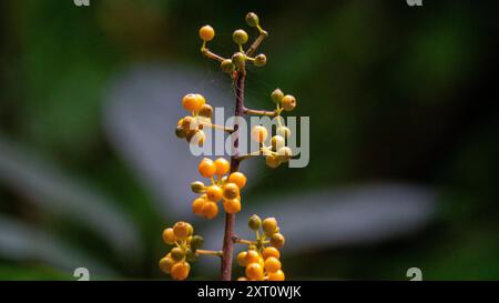 Heptapleurum arboricola (Schefflera arboricola, parapluie nain, tang ezhang, sole d'oie, Schefflera arboricolum). Les fruits sont non comestibles Banque D'Images