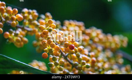 Heptapleurum arboricola (Schefflera arboricola, parapluie nain, tang ezhang, sole d'oie, Schefflera arboricolum). Les fruits sont non comestibles Banque D'Images