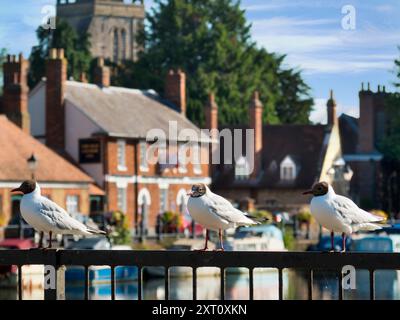 Saint Helen's Wharf est un lieu de beauté remarquable sur la Tamise, juste en amont du pont médiéval à Abingdon-on-Thames. Le quai a été pendant des siècles une importante liaison de transport et de navigation jusqu'à la Tamise et entre les canaux d'Oxford et les Midlands. Ces mouettes perchées s'en fichent. Ils sont juste froids. Banque D'Images