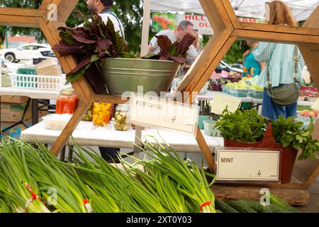 Shiso rouge biologique et menthe dans des conteneurs au marché agricole de Trout Lake, en Colombie-Britannique Banque D'Images