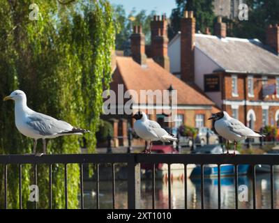 Saint Helen's Wharf est un lieu de beauté remarquable sur la Tamise, juste en amont du pont médiéval à Abingdon-on-Thames. Le quai a été pendant des siècles une importante liaison de transport et de navigation jusqu'à la Tamise et entre les canaux d'Oxford et les Midlands. Ces mouettes perchées s'en fichent. Ils sont juste froids. Banque D'Images