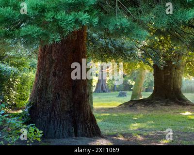 Abbey Fields est un parc public adjacent à la Tamise à Abingdon, Oxfordshire. Il tire son nom de l'abbaye médiévale - disparue depuis longtemps - qui était ici. Ici, nous voyons une belle rangée d'arbres au milieu de l'été, rétro-éclairé par le soleil levant. Banque D'Images