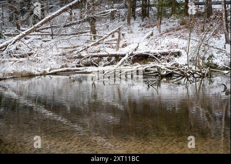 Petit barrage construit par des castors, endiguant un petit plan d'eau avec du bois et de la neige Banque D'Images