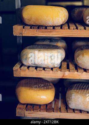 Les fromages Mahon-Menorca vieillis sont soigneusement disposés sur des étagères en bois, mettant en valeur leurs textures et leurs couleurs uniques issues du processus de vieillissement, mettant l'accent sur le qual Banque D'Images