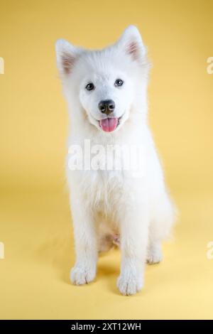Un charmant chiot blanc Samoyed avec une fourrure moelleuse et une langue brillante assis confortablement sur un fond jaune vif, rayonnant de chaleur et de joie Banque D'Images