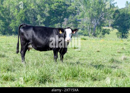 Vache de bœuf croisée chauve noire debout dans un pâturage printanier dans le centre de l'Alabama avec un espace négatif. Banque D'Images