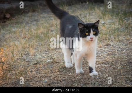 chat noir et blanc marchant dans un parc Banque D'Images