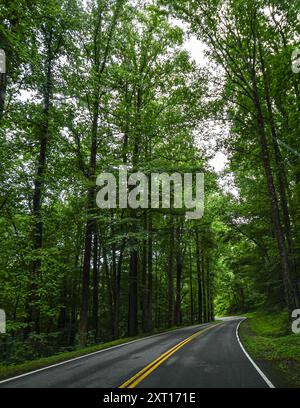 Route de campagne sinueuse à travers les arbres au feuillage vert luxuriant dans le Tennessee Banque D'Images