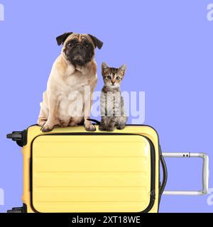 Chaton mignon et chien de carlin assis sur une valise jaune sur fond bleu violet Banque D'Images