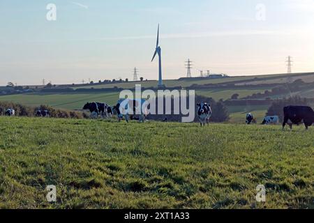 Vue en soirée d'une ferme laitière, Camleford, Cornwall, Royaume-Uni. Banque D'Images