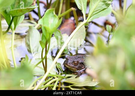 Crapaud commun se cachant parmi les plantes dans un étang de jardin Banque D'Images