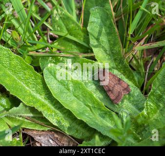 Six rayures rustiques Moth - Xestia sexstrigata Banque D'Images