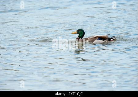 Canard colvert nageant à Hornsea Mere (qui est le plus grand lac d'eau douce des Yorkshires) Banque D'Images