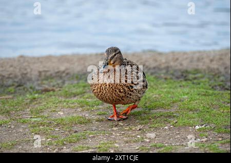 Canard colvert sur les rives d'un lac après une baignade Banque D'Images