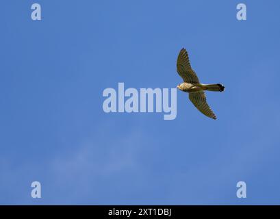 Crécerelle petite ou crécerelle commune (Falco tinnunculus) avec des plumes brunes en vol contre un ciel bleu profond à Vienne, Autriche Banque D'Images