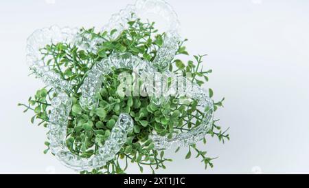 Les accolades invisibles pèsent sur les feuilles vertes de la plante d'origine sur fond blanc Banque D'Images