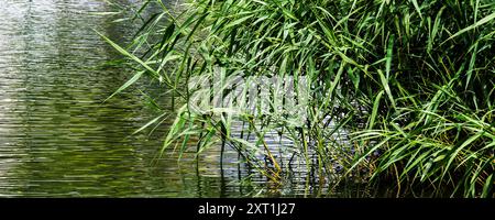 Une image panoramique du roseau commun Phragmites australis poussant dans le lac Trenance Boating à Newquay en Cornouailles au Royaume-Uni. Banque D'Images