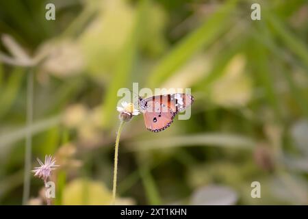 Beau papillon dans le jardin d'été Banque D'Images